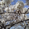 桜咲いてます。春を感じます。
