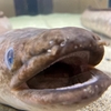 浜名湖　ウオット