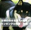 豆柴の色は全部で4種類！人気の毛色ランキングと特徴・性格・価格まとめ