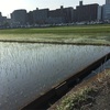 rice planting