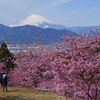 河津桜と富士山と