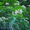 日本蜜蜂の蜜切り（密を採る）・戴く