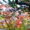 寄り道🎵紅葉散策？🍁標高350mの山登り💦