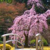 #小石川後楽園#桜