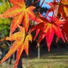 袖ケ浦公園そろそろ冬を迎えます