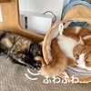 兄猫のふわふわしっぽが気になる！