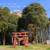 鴻巣稲荷神社の山桜・・