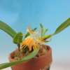 Bulbophyllum concinnum  