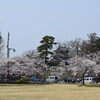 桜はほぼ満開