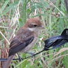 野鳥撮影日記（令和元年8月➁）