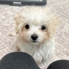 可愛く安心！【犬用おむつ・マナーベルト】おしゃれして出掛けよう🛼