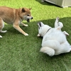 どっちゅランtrial