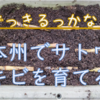 サトウキビを育ててみよう！