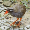 ヤンバルクイナ生態展示学習施設　沖縄県国頭郡国頭村安田