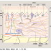 真皮の構造