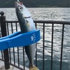 舞鶴で豆アジ釣り