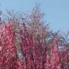 三重県 かざはやの里 あじさい 開花状況 ２０２２年 見頃に？