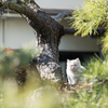 地元温泉街のねこさん