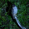 シロクロヒナフクロウ Black-and-white Owl