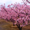 道の駅しーまーとの駐車場周辺に咲いていた桜 ① です。
