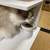 今日も元気いっぱい、ぴょんぴょん飛び跳ねていたふくちゃん
