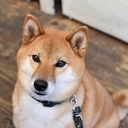 ふっちゃん通信