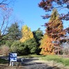 【東京都】国営昭和記念公園で紅葉を見ながらサイクリング　芝生でお弁当を食べて　子供が遊べるこどもの森へ（2024年）