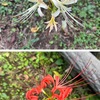 秋を詠んだ短歌　フラワーセンターに涼しい風が吹き始め，萩，彼岸花の花，銀やんまの産卵風景も見ることができました．　春はただ花のひとへに咲くばかり物のあはれは秋ぞまされる　よみ人知らず　　張りみちてしかもあえかにうるみもつ秋よ人ならばこひて死なまし　太田水穂　　秋はもののひとりひとりぞをかしけれ空ゆく風もまたひとりなり　若山牧水　　父のごと秋はいかめし／母のごと秋はなつかし／家もたぬ子に　石川啄木　　天国のペンキ屋バケツに蹴つまづきニッポンの野山目のさめる秋　石川信男