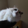 あちこち寝場所を変えながらY子の帰りを待つふくちゃん