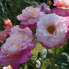 豊後便り・呪文の薔薇篇