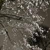 夜桜