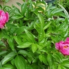 開閉を続ける芍薬