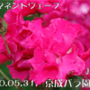 パーマネントウェーブ〜京成バラ園にて〜