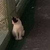 街ノラねこちゃんの、TNR　に協力☆彡（128匹目）