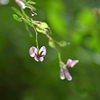 ◆萩の花にオニバスやミズアオイなど（千葉市都市緑化植物園）
