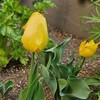 安易に鉢栽培はしたくないけど安易に植え替えもできない球根植物。【球根のお話3】