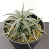 花が咲きました。Dyckia rarifloraディッキア 姫剣山