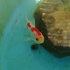 ベランダ飼育 冬の水草と苔