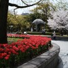 2024年度の桜 まとめ