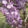 晩春に咲く花／大船フラワーセンター３　　ここでは「雑草」の花も楽しめます．タンポポ，ハルジオン---．セイヨウジュウニヒトエ，エビネは趣のある花．白の美しいドウダンツツジ，ヒメウツギ．大好きなヤグルマギク．うば玉の髪より白き簾（すだれ）より涼しきいろの矢ぐるまの花　与謝野晶子　　シャクナゲ，ツツジ．夏早く至れる山や草叢にはげしく紅き躑躅の静まり　宮柊二　　そして晩春を彩る日本の花：藤．　わが楣（のき）に藤の花房垂りそめて時はしづけき怪しきまでに　吉野秀雄