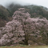 今からが見頃の南信の桜