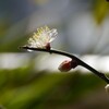 花が咲き