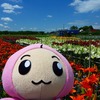 【桑折花紀行】ユリの花がいっぱい！！！