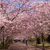 花見は桜だけじゃない！愛媛で行くお花見デート