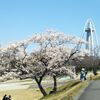 また、桜便り