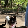 公園とカフェランチ