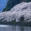 海津大崎（かいづおおさき）の桜