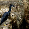 銚子漁港のクロサギ