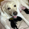 子犬の誕生とワクチン接種