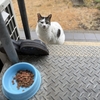 今朝のおばあちゃん野良猫